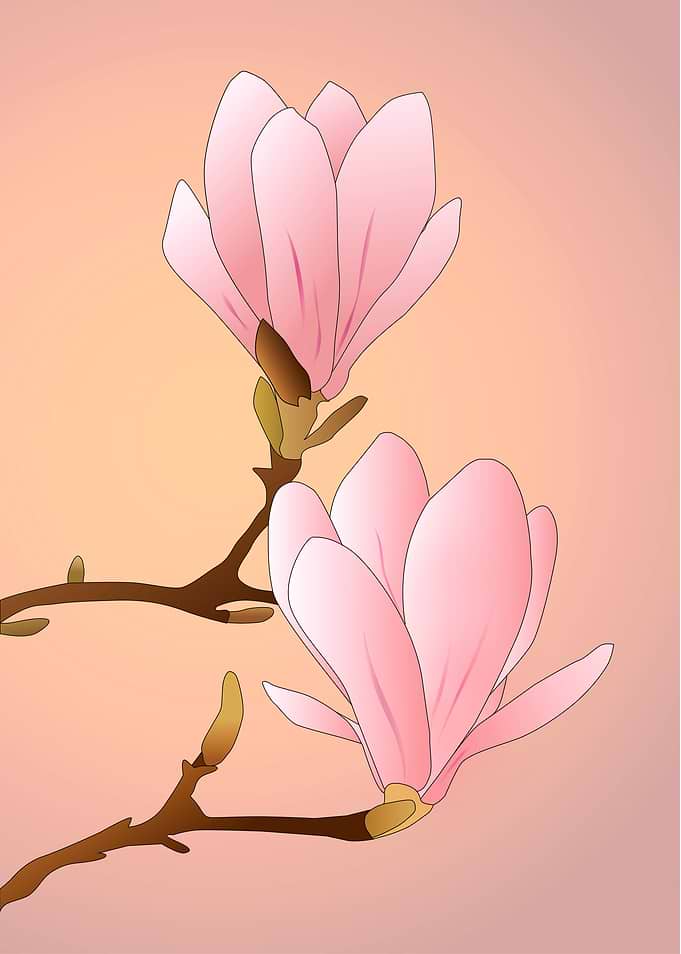 Magnolia