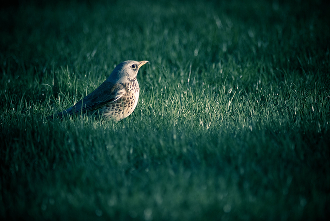 Bird