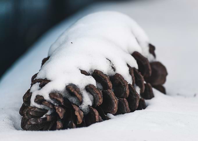 Best in Snow