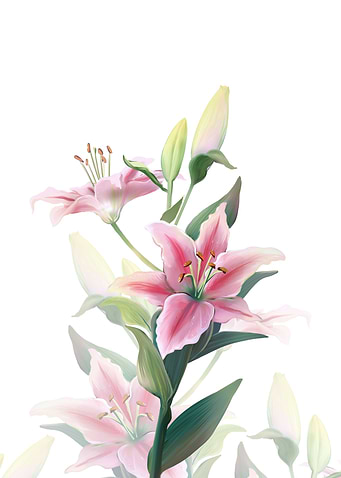 Lilium