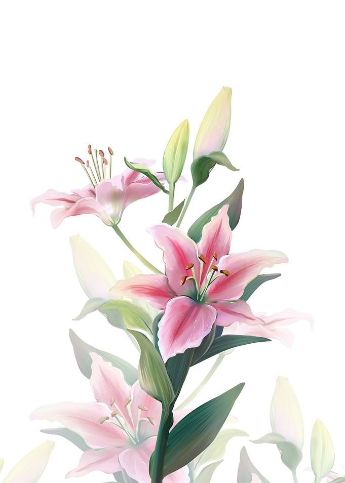 Lilium