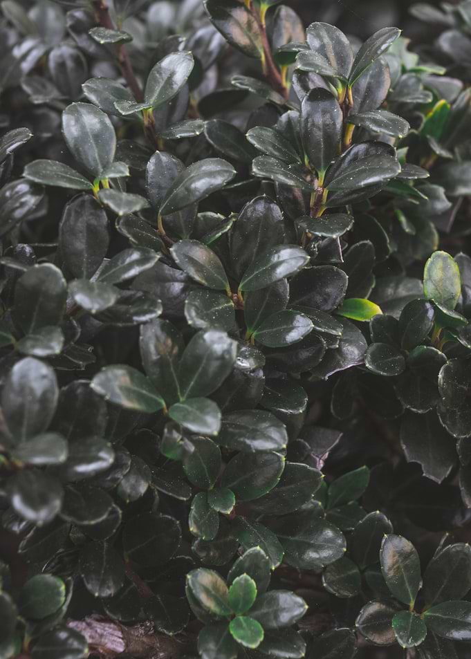 Shade of Green