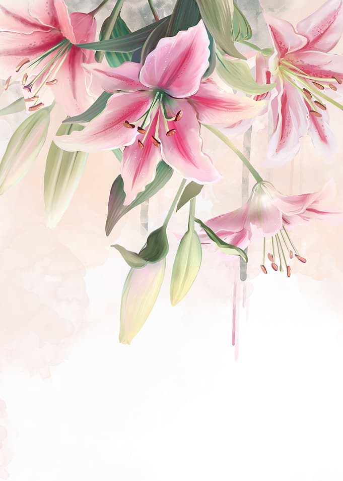 Lilium