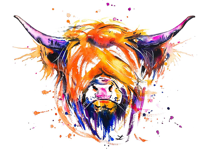 Scottish Highland Cow