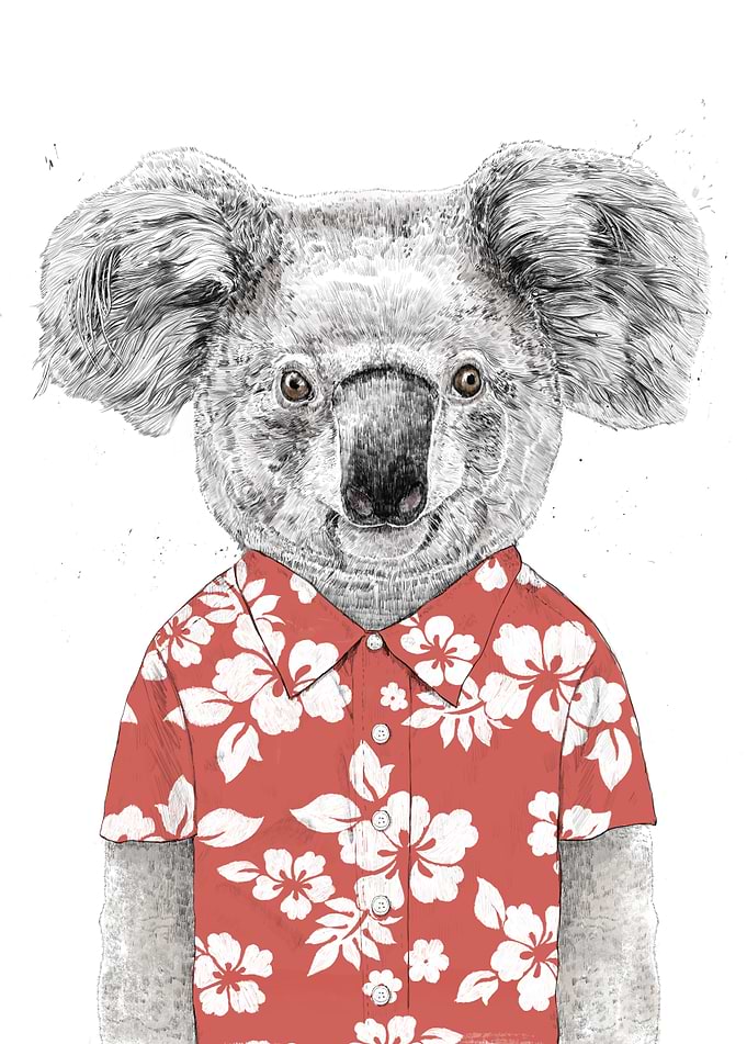Summer koala