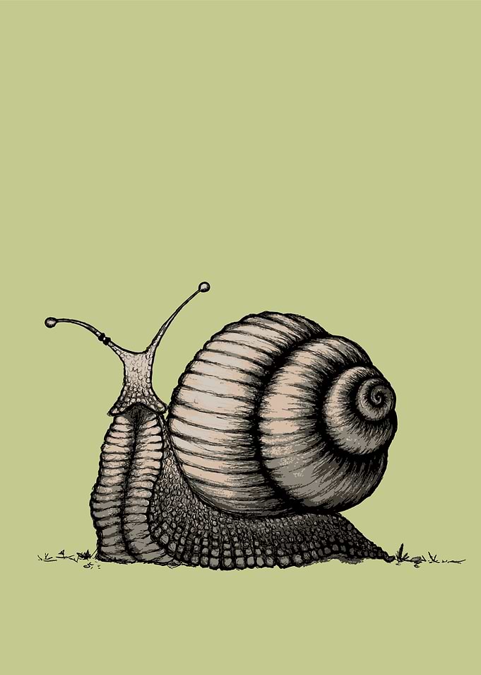 Snail