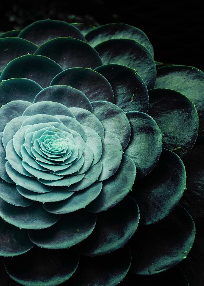 DARKSIDE OF SUCCULENTS-5C