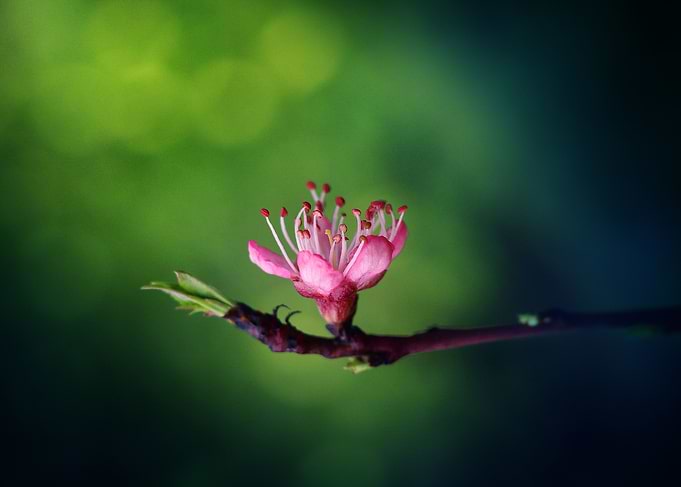 Peach Blossom