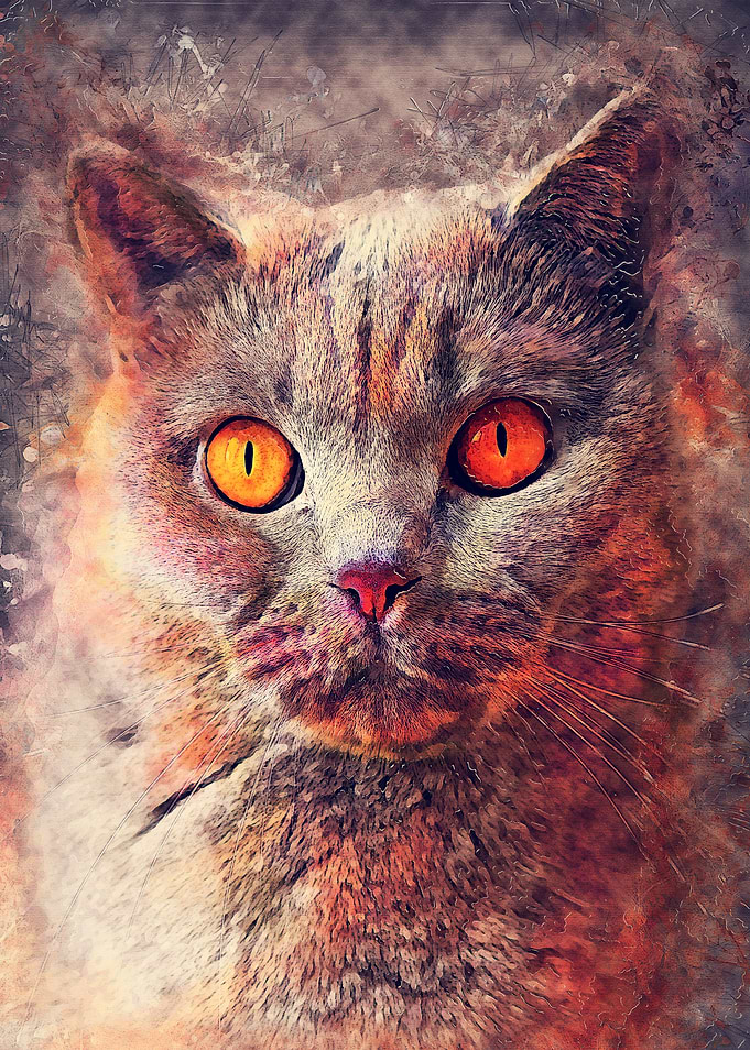 cat Gina