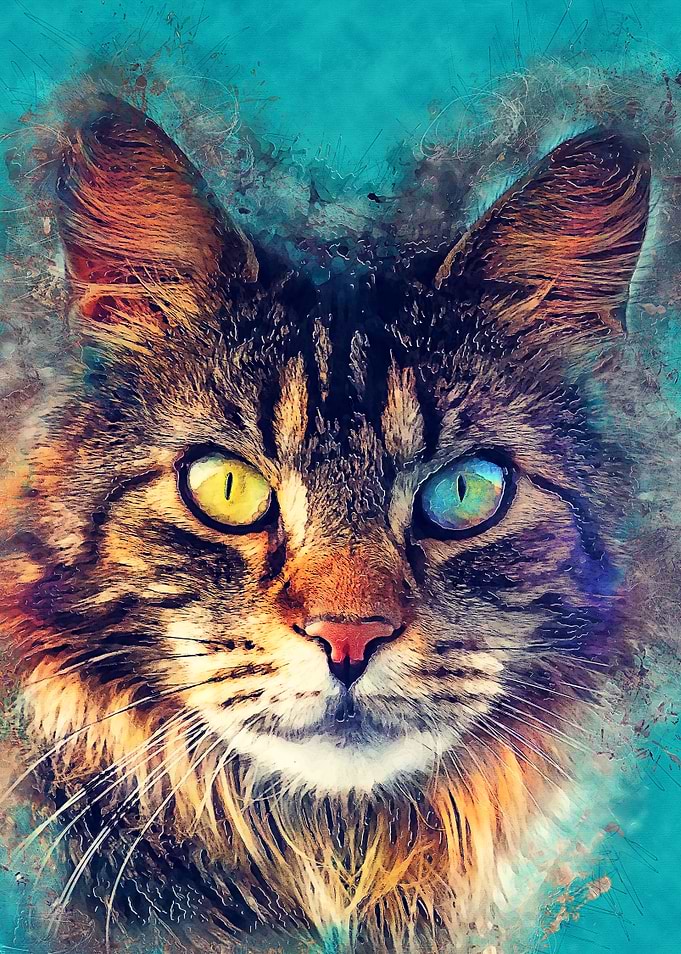 cat Friday