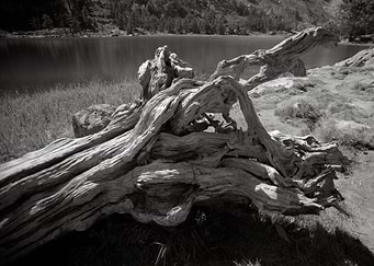 bleached tree stump