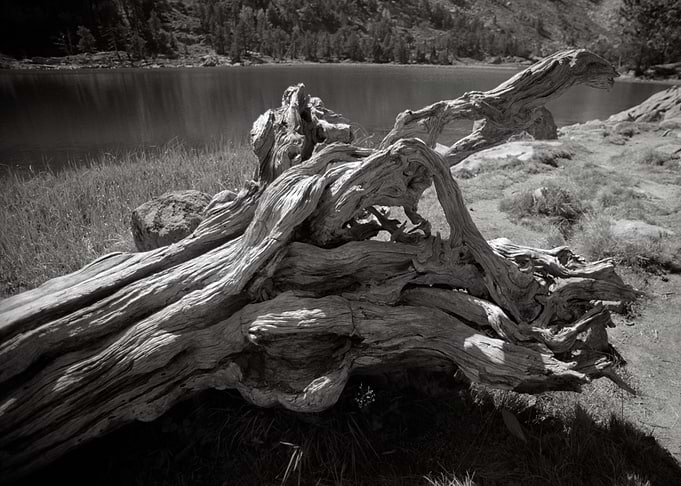 bleached tree stump