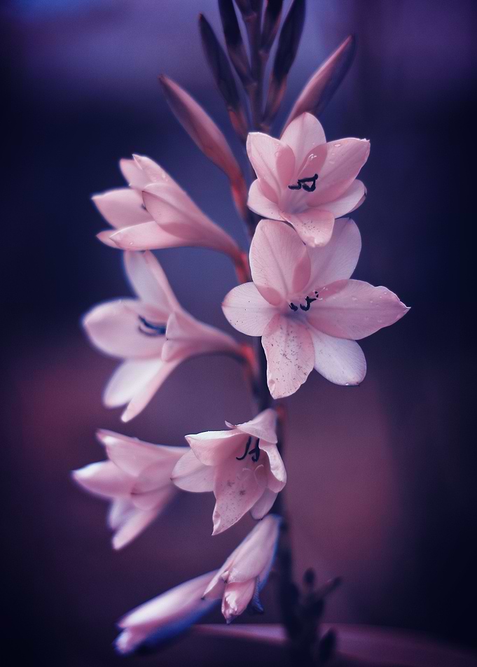 In youth's spring