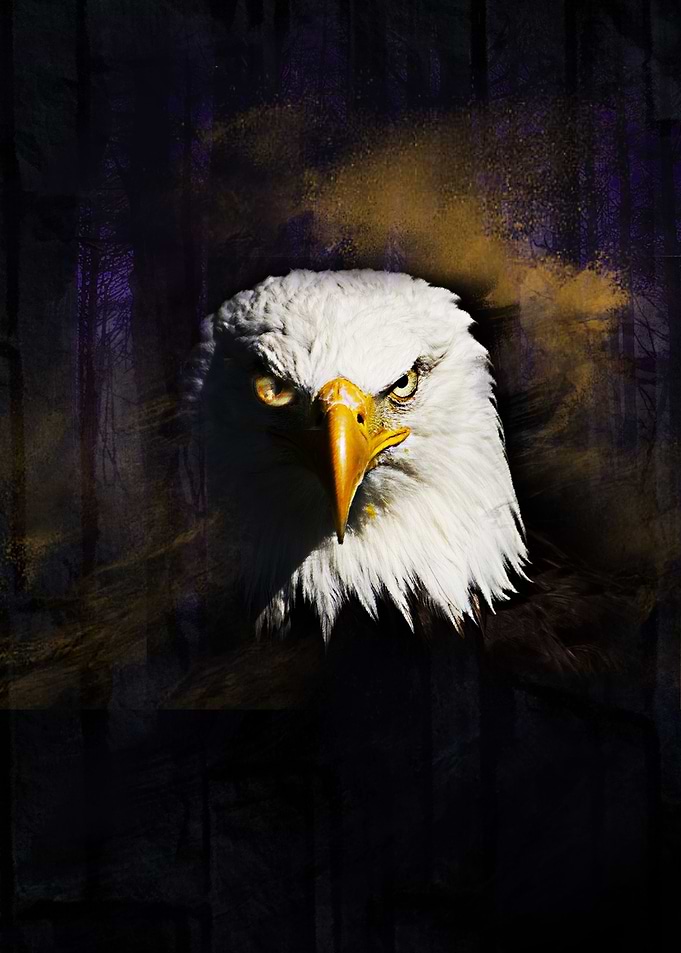 Black eagle
