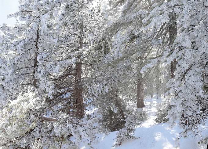 winter forest