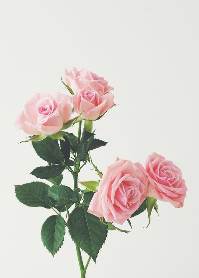 Spring Roses