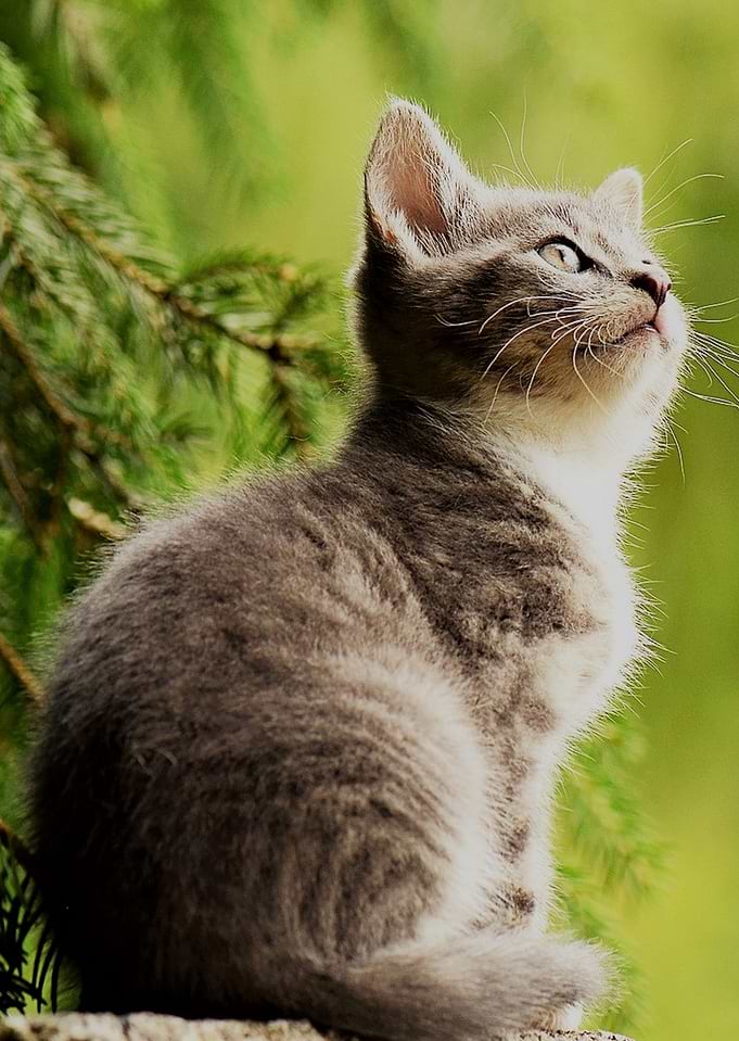 small cat 155