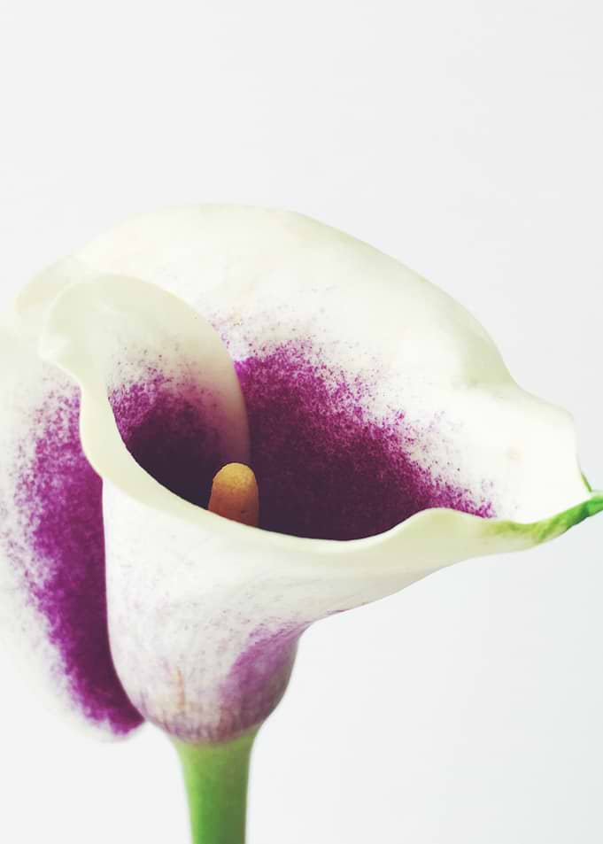 Calla Lily