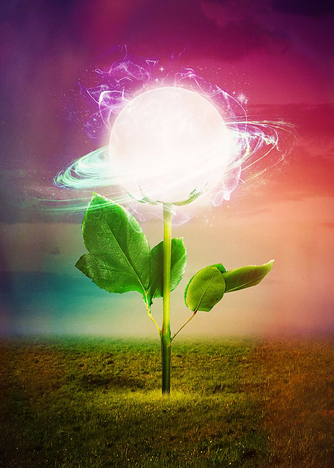 The Flower