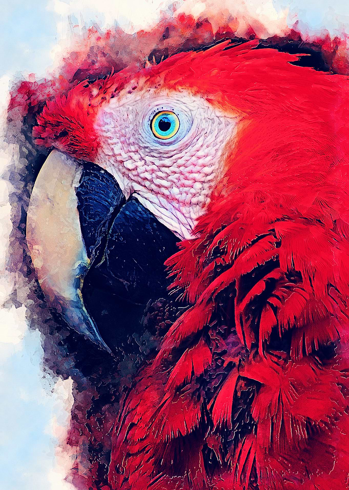 Parrot Ara