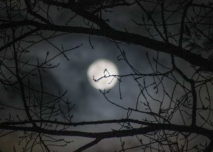 Moon lit Night