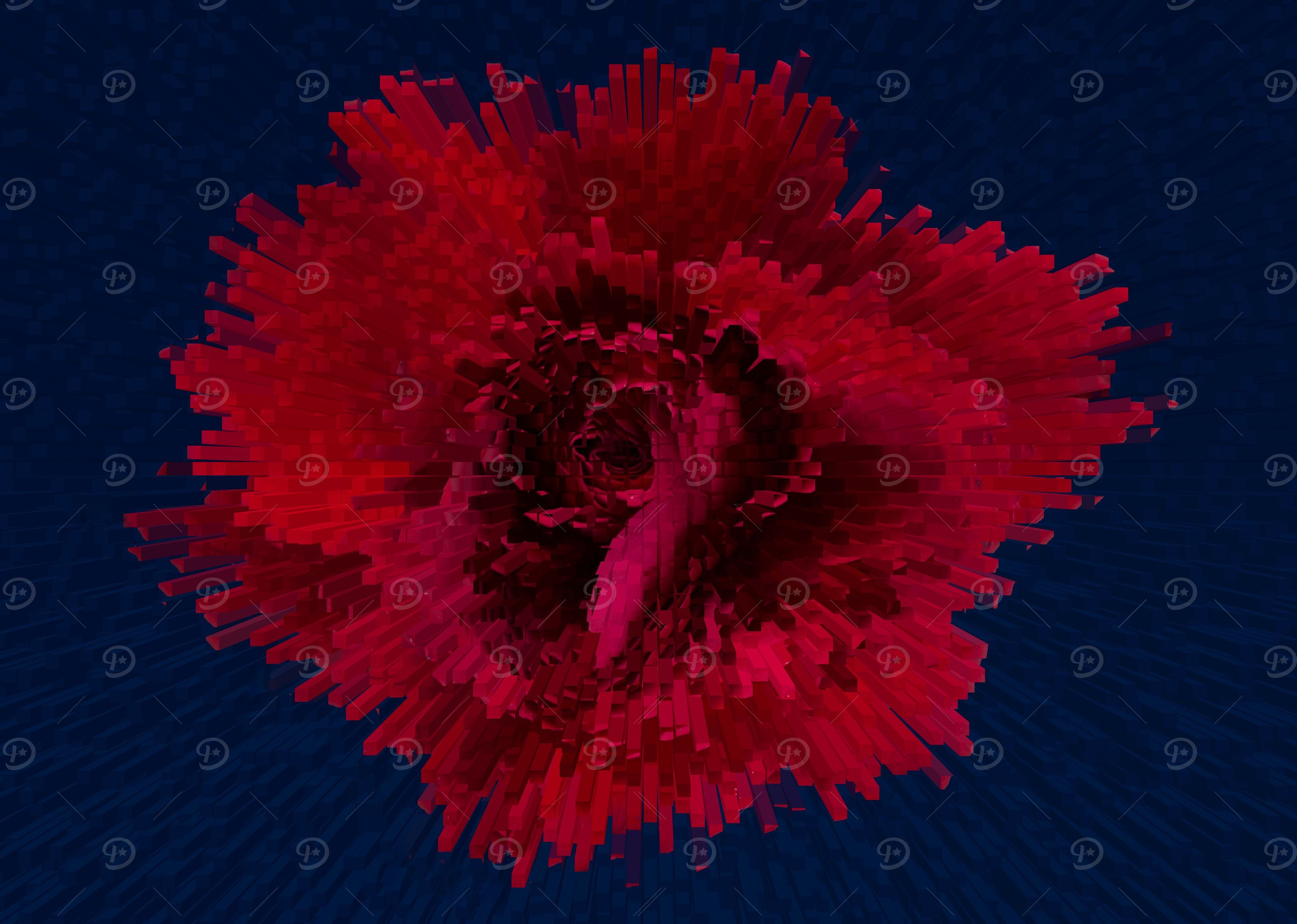 Red rose