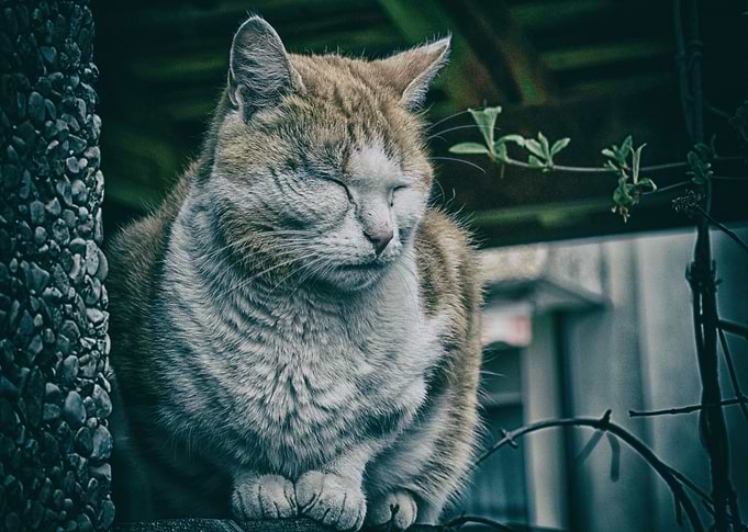 Cat Zen