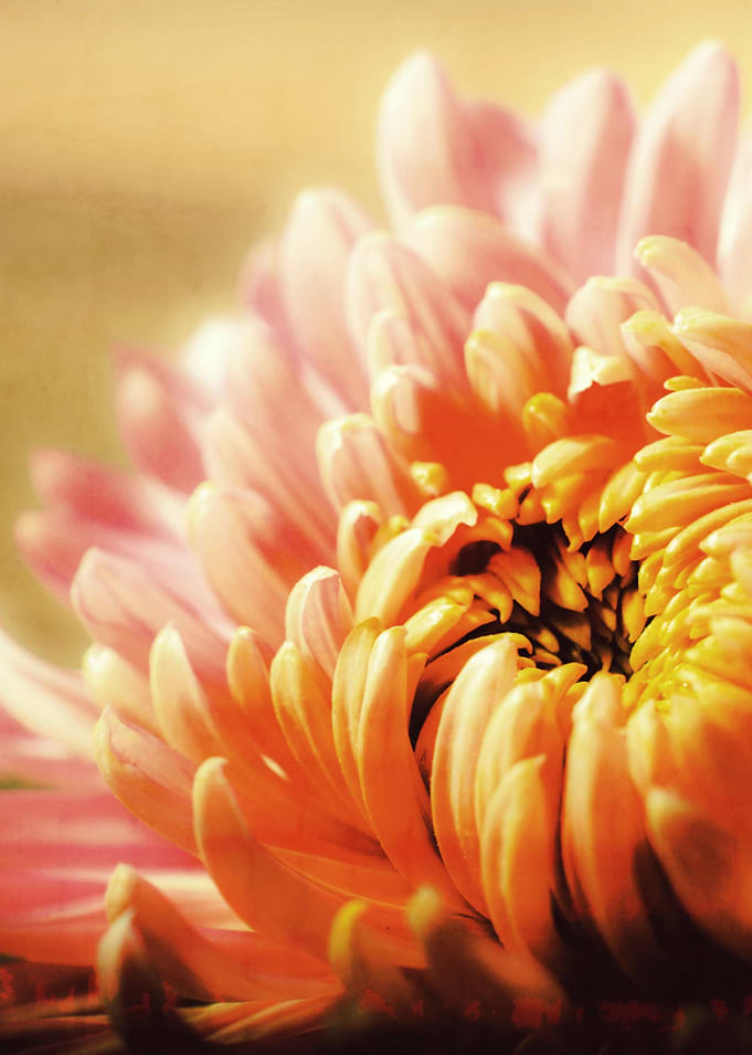 CHRYSANTHEMUM YELLOW v1: Photoart & Watercolor