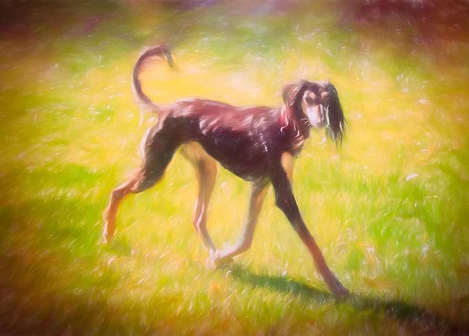Walk the dog