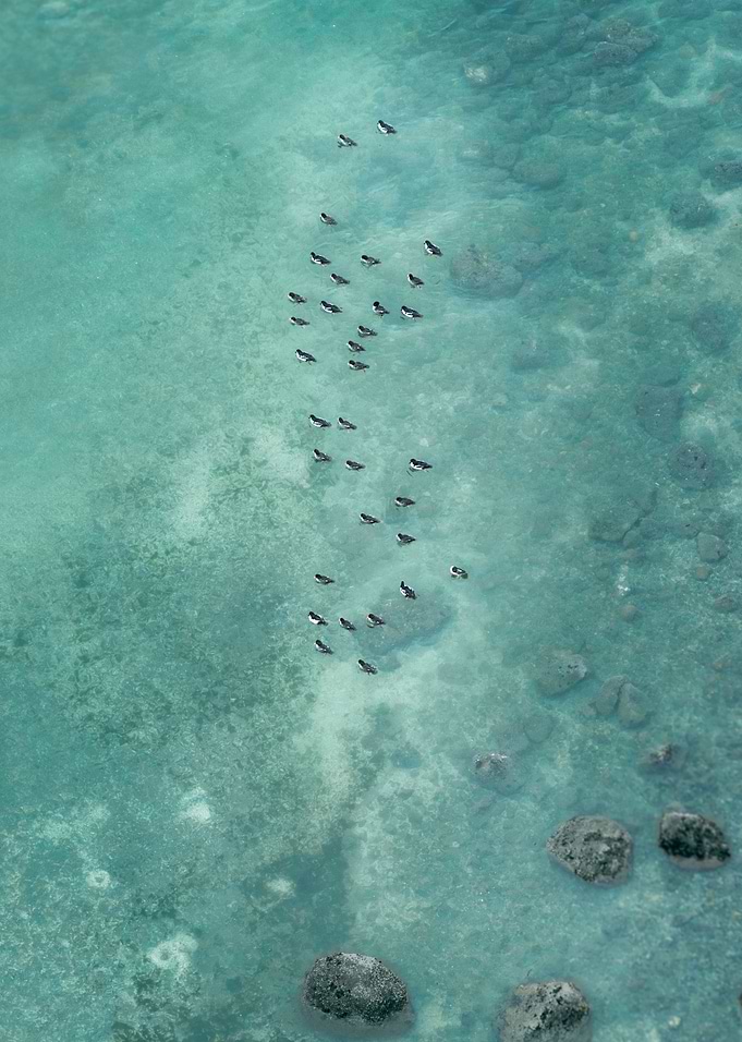 Diminutive Ducks Upon The Sea