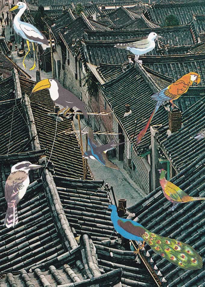 Bird Town [collage]