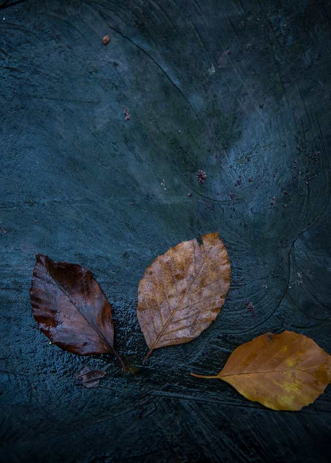 Leaves