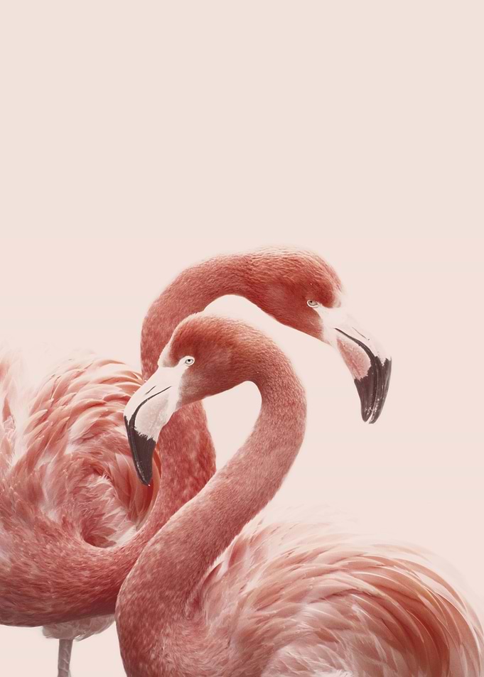 PINK FLAMINGO by Monika Strigel