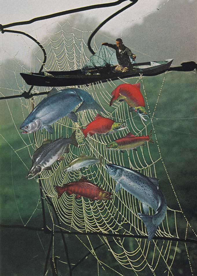Salmon Trap [collage]