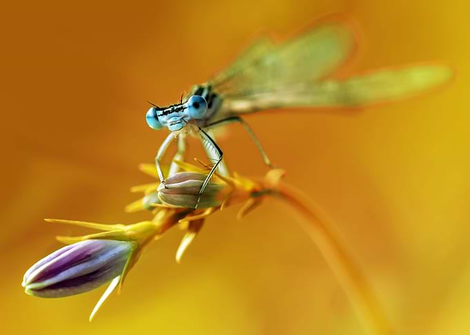 Blue dragonfly on purple flower