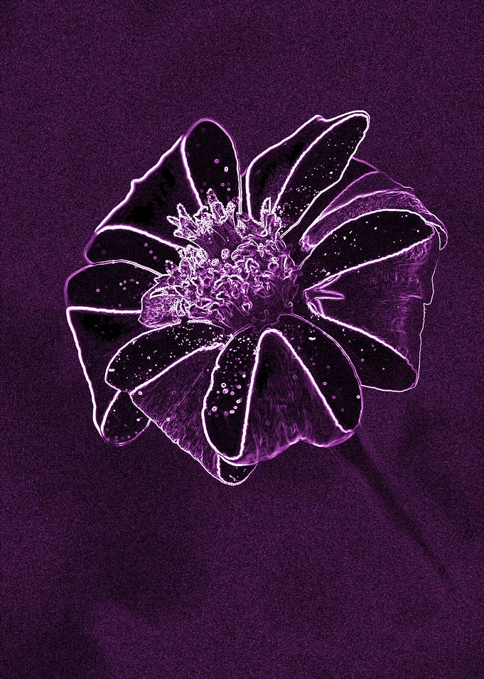 Calendula on dark