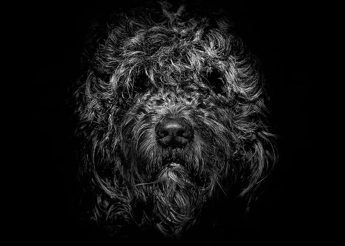 Ziggy Portrait No 1