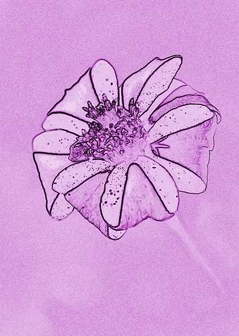 Calendula
