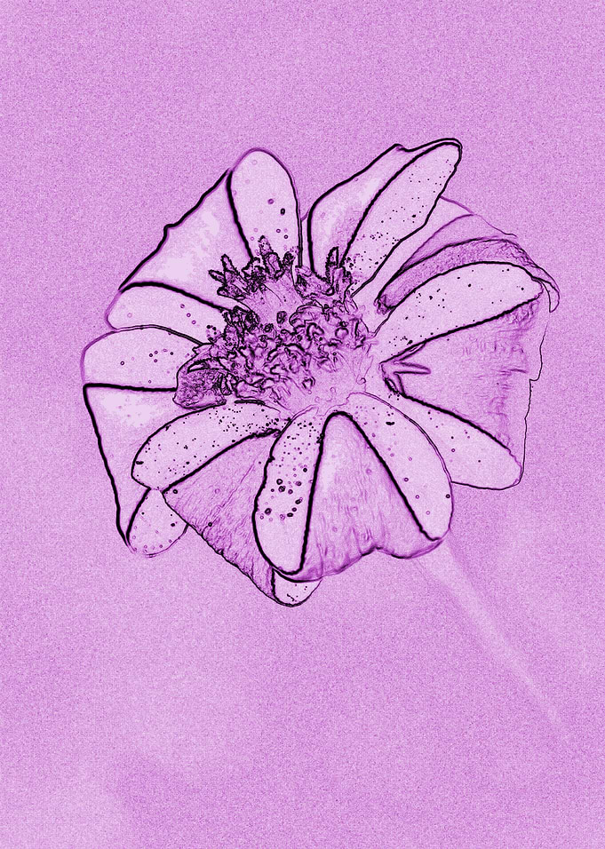 Calendula