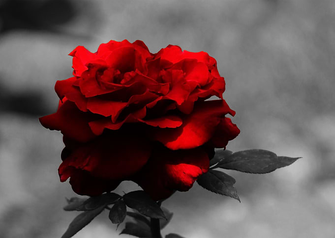 Roses are Red