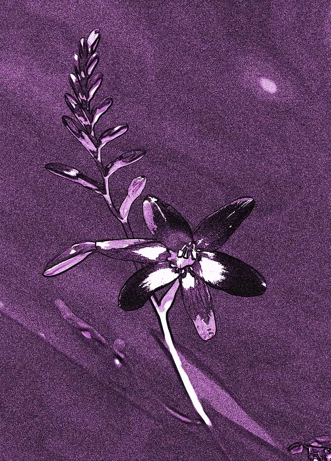 Crocosmia