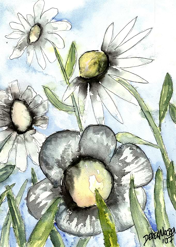 Daisy Flowers