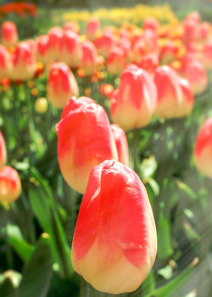 Tulip Heaven