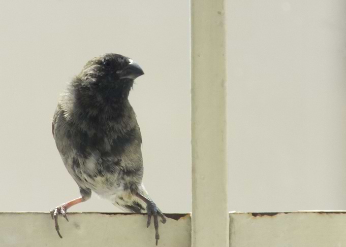 Little Bird Posing