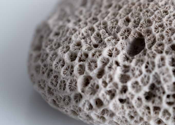 coral