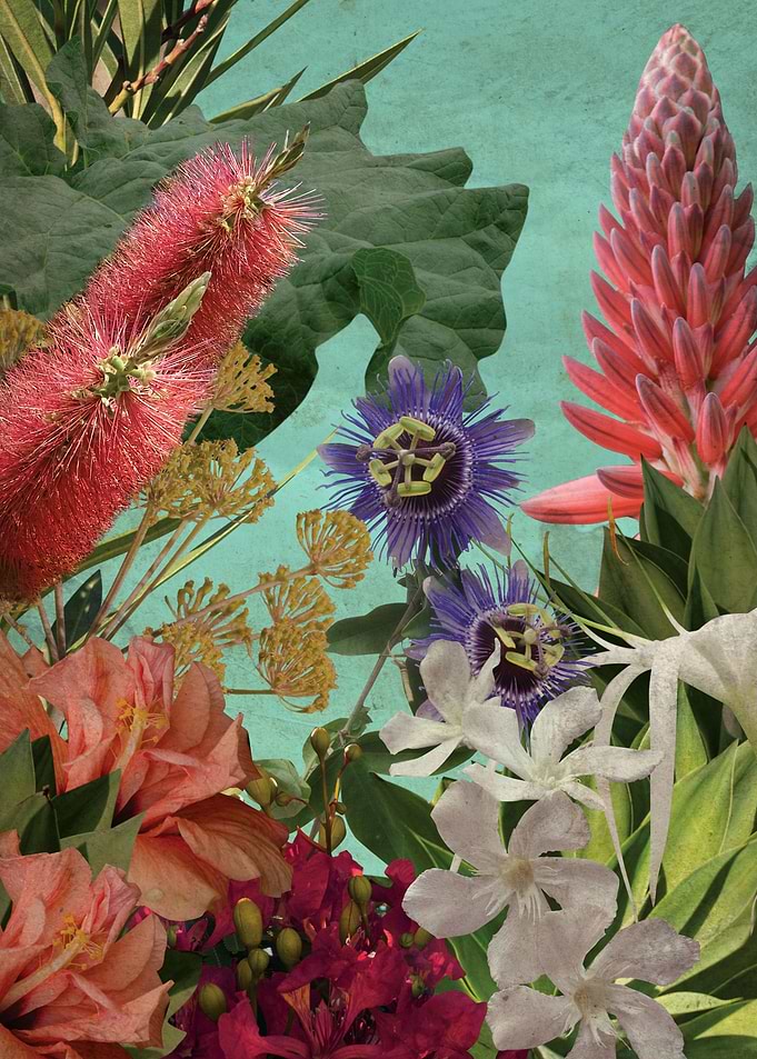 flowers 3