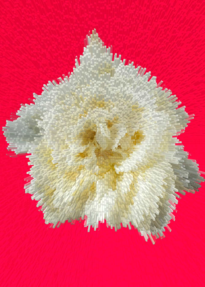 White rose