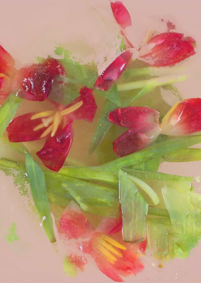 Pink tulip