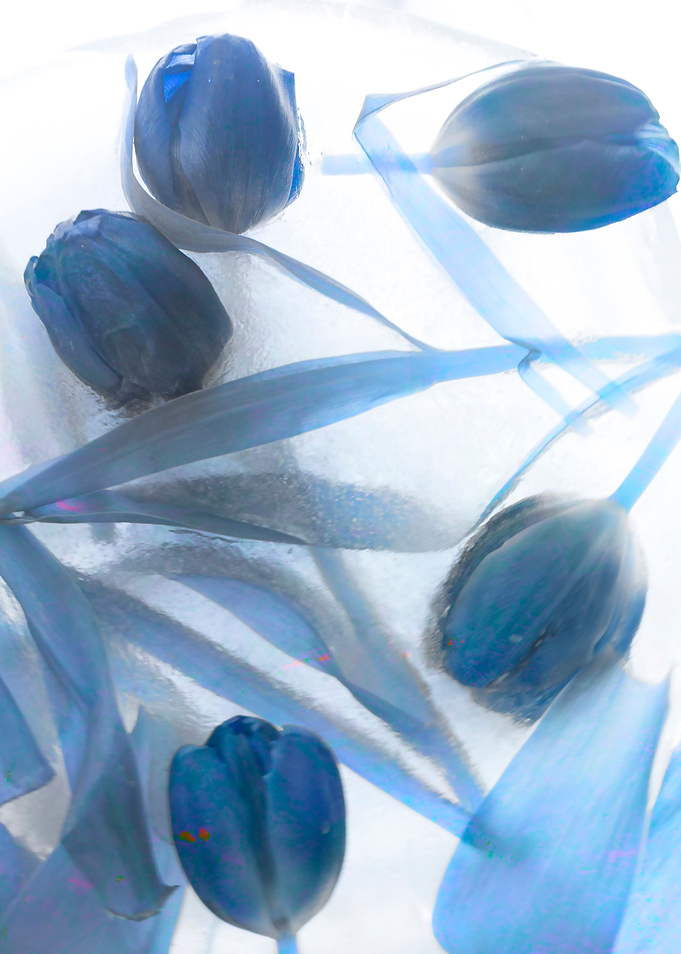 Ice blue tulips