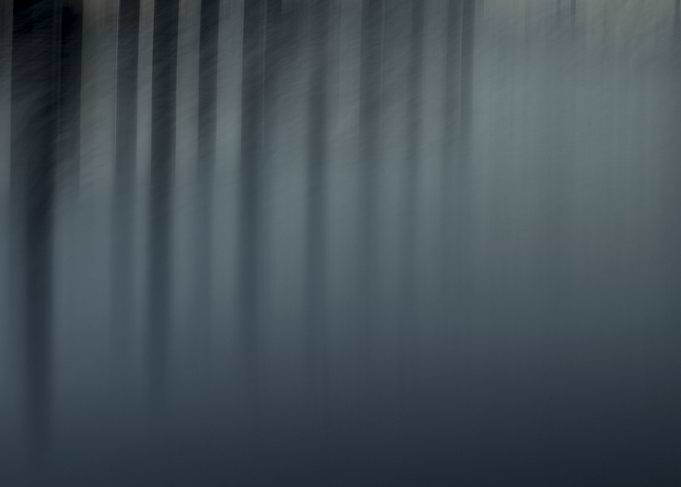 Lake or Forest
